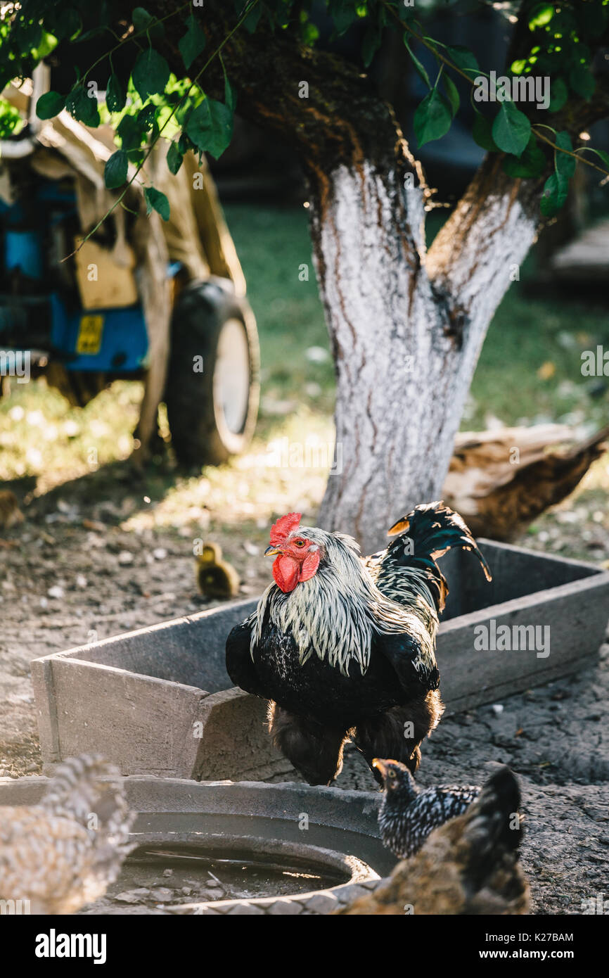 Le galline nel cortile posteriore alimentazione Foto Stock