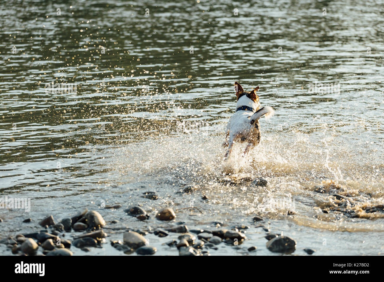 Cane che corre in acqua di mare Foto Stock