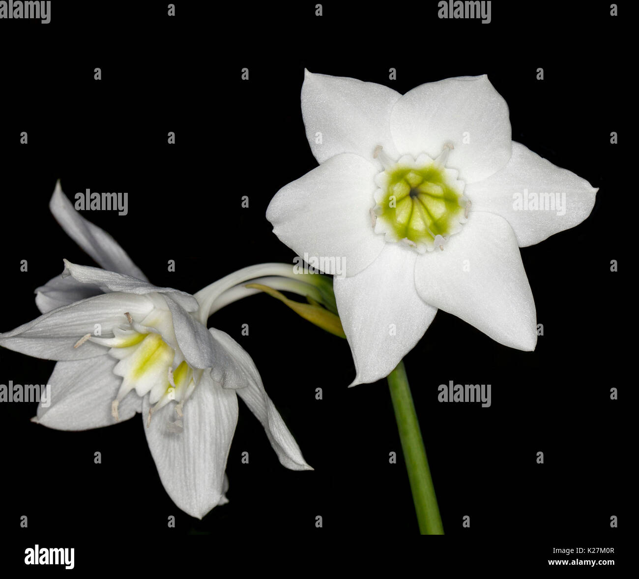 Bellissimi fiori bianchi di Eucaris lily / giglio amazzonica, Eucaris  amazonica syn. grandiflora, su sfondo nero Foto stock - Alamy
