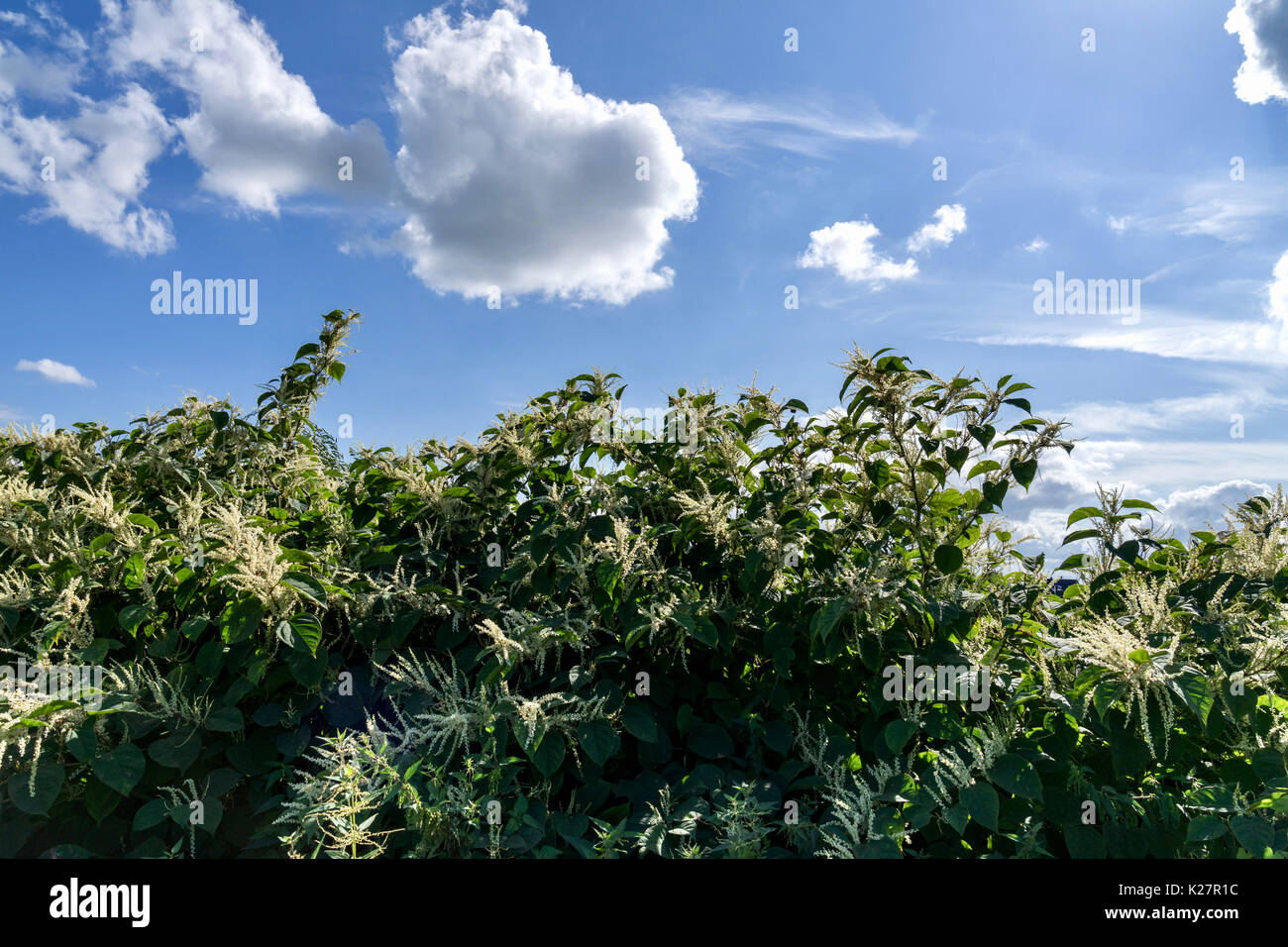 Knotweed fioritura contro il cielo blu Foto Stock