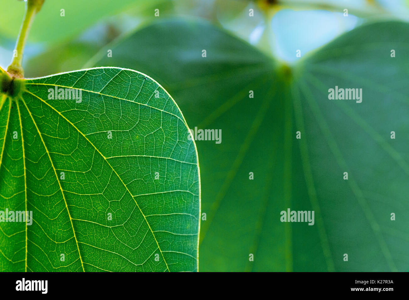Due foglie di Bauhinia a strati Foto Stock