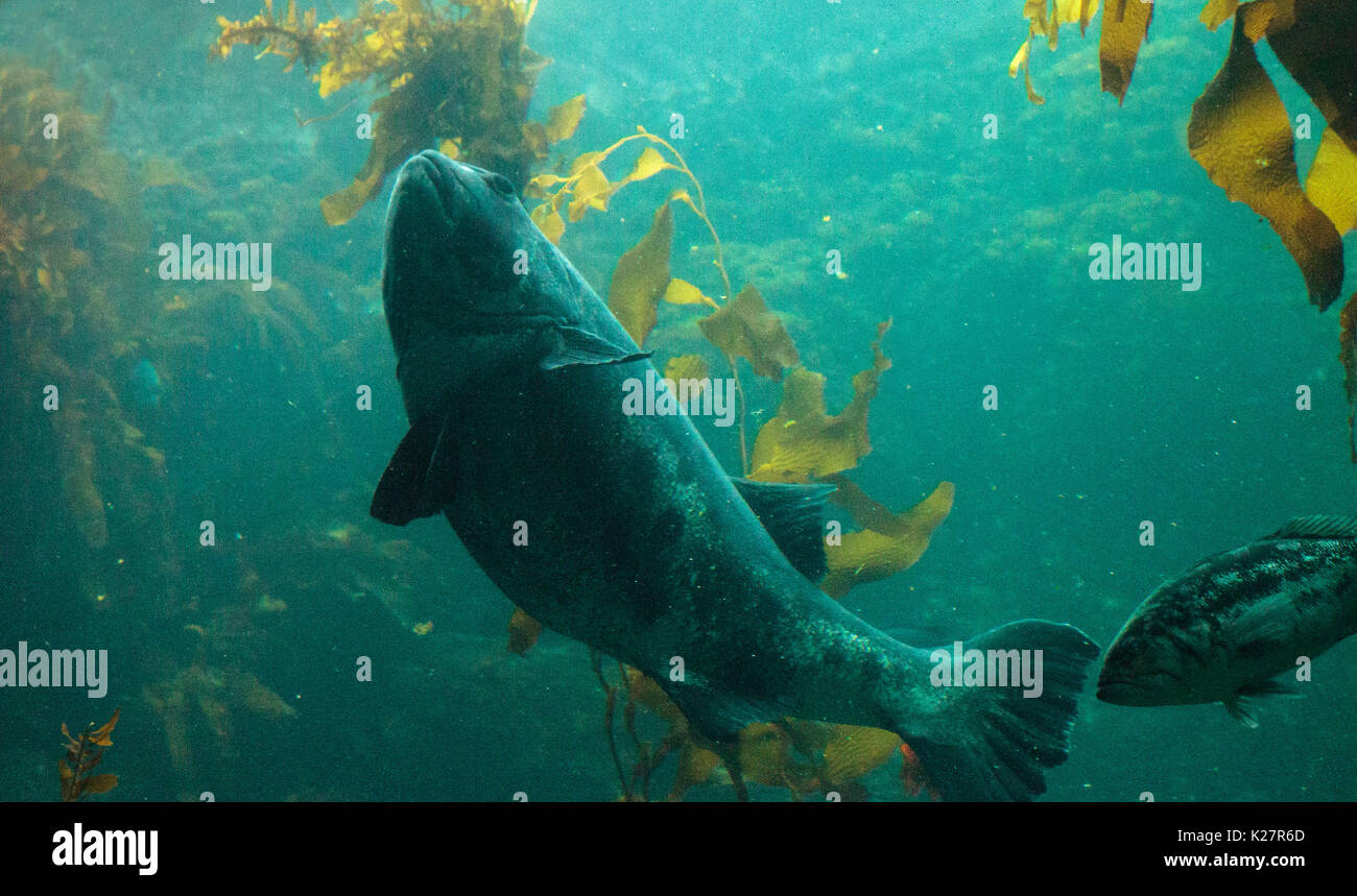 Giganti di Mare pesce bass Stereolepis gigas fluttua tra kelp gigante Macrocystis pyrifera nella California del Sud Foto Stock