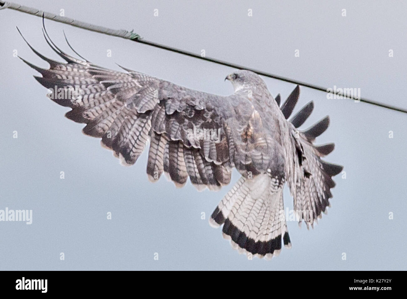 Falco variabile (Buteo polyosoma) scende sul palo del telegrafo Alti Plano Foto Stock