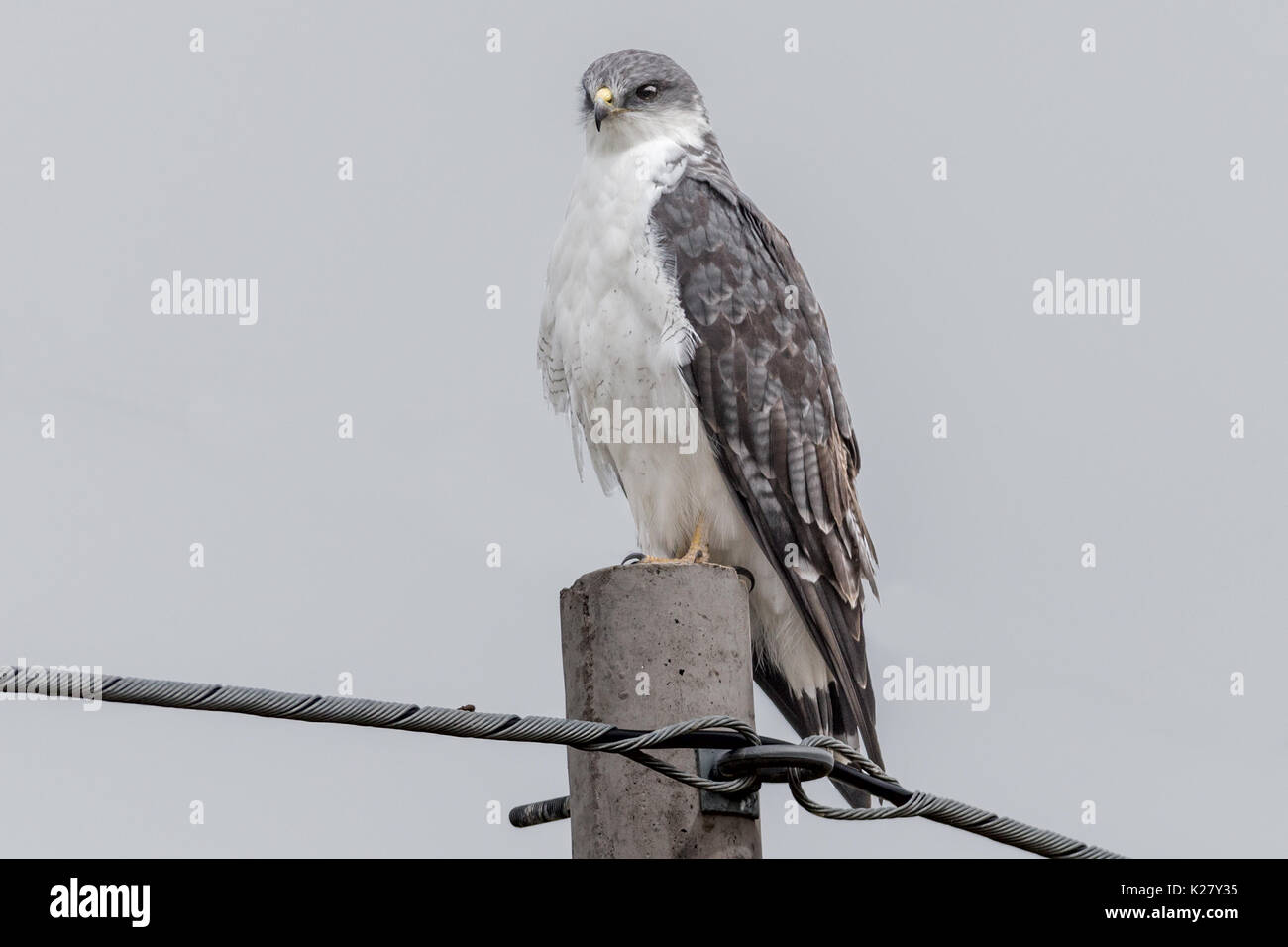 Falco variabile (Buteo polyosoma) telegrafo polo Alti Plano Foto Stock