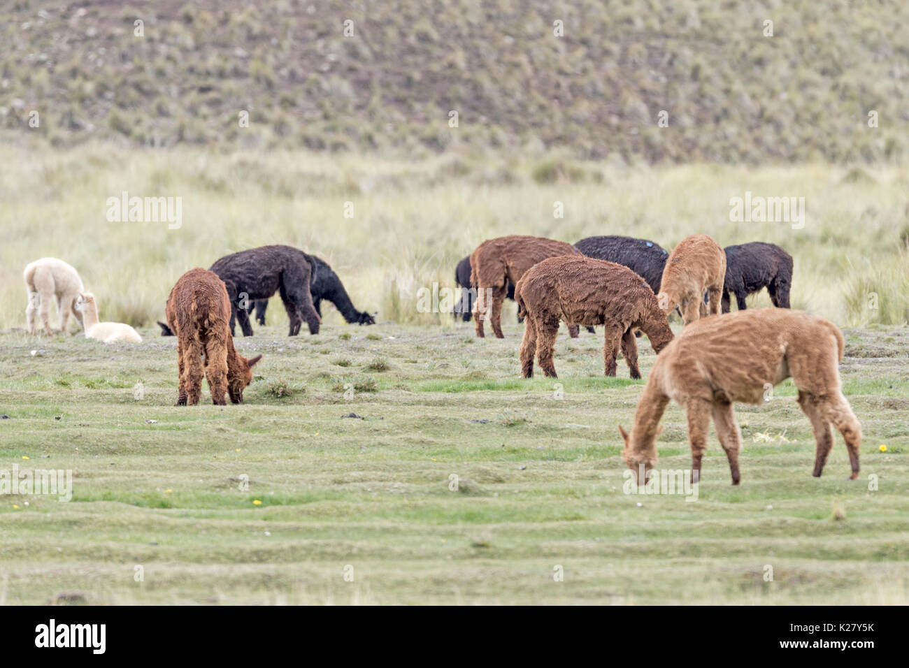 Nero bianco marrone alpaca Alti Plano Perù Foto Stock