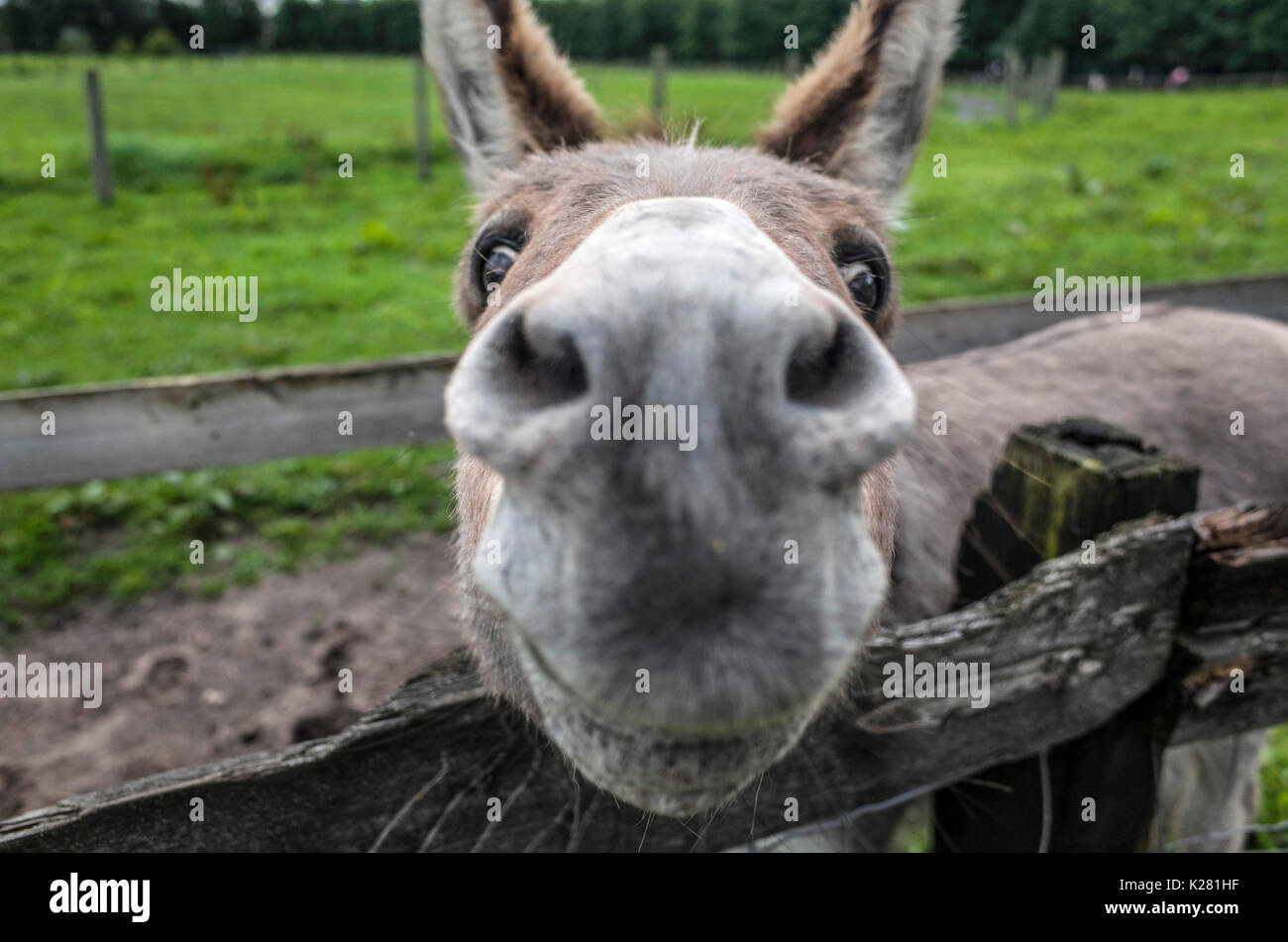 In prossimità di una miniatura nosey asino mediterraneo a Lancaster Park e la Fattoria degli animali, Chadderton, vicino a Oldham, Greater Manchester, UK. Foto Stock