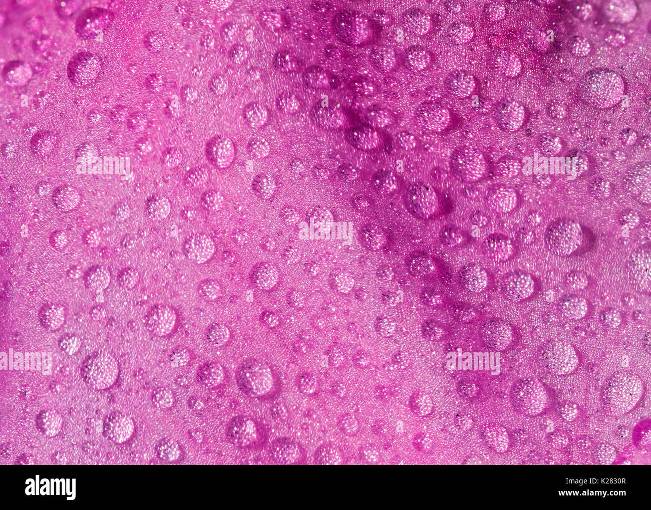 Viola / rosa petalo di fiore con molti pioggia le goccioline di acqua, macro closeup Foto Stock