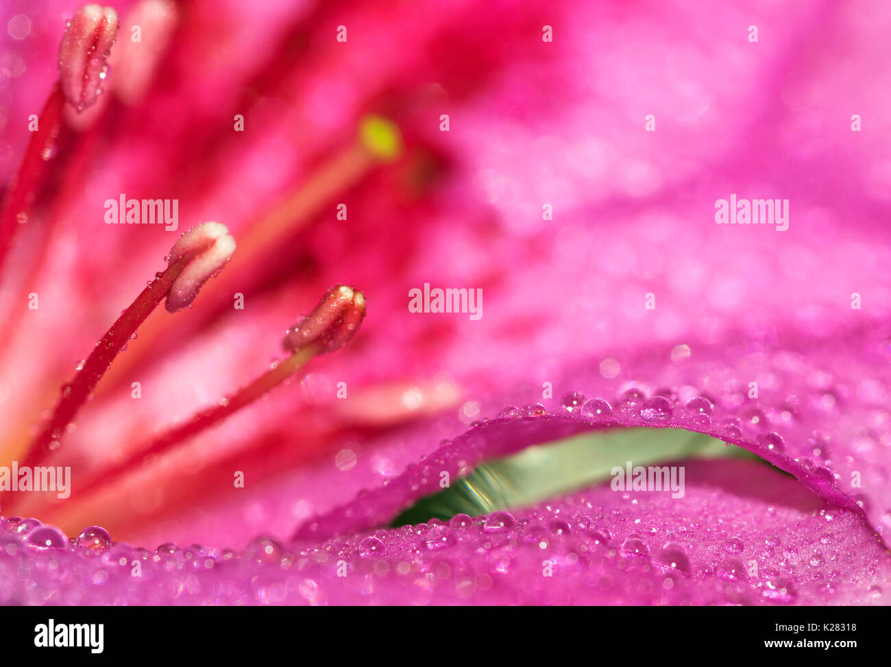 Viola / rosa petalo di fiore con molti pioggia le goccioline di acqua e centro di fiori, macro closeup Foto Stock
