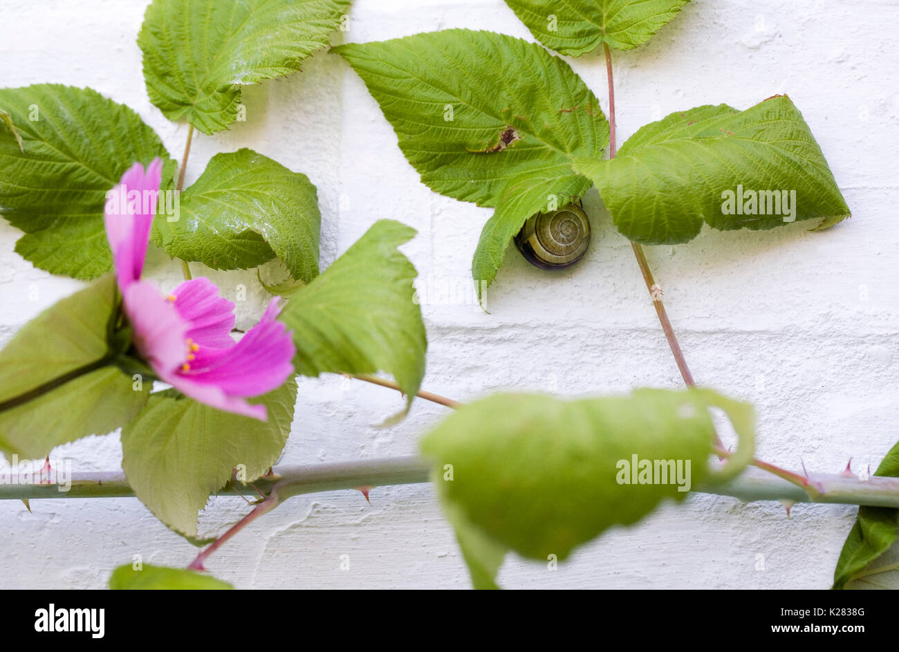 Cepaea nemoralis. Marrone lumaca a labbro aggrappati ad una parete in giardino, sotto una foglia di lampone. Foto Stock