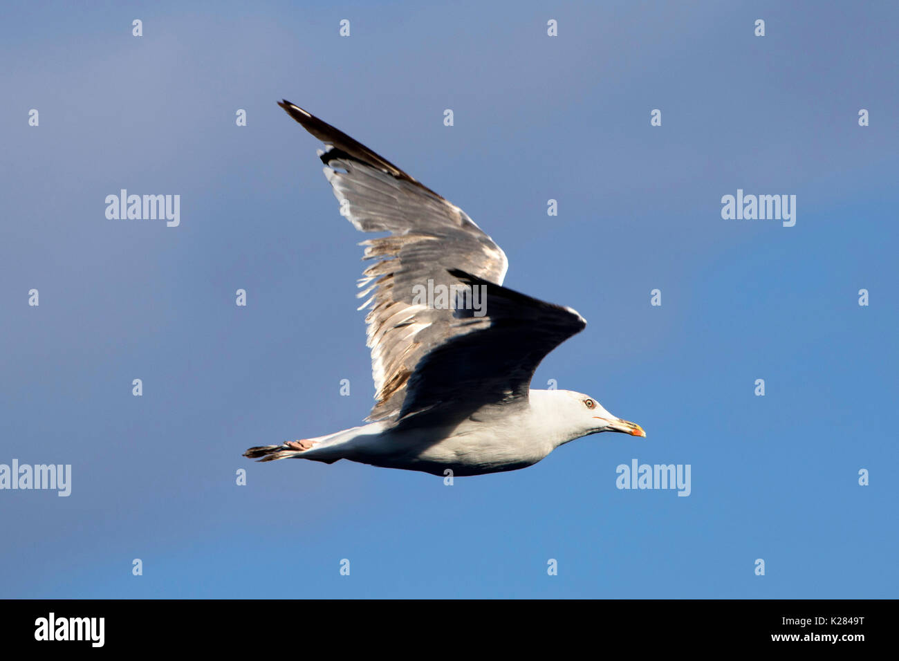 Seagull (dell'Audouin gabbiano) battenti alto sopra il mare Mediterraneo vicino a Palma de Mallorca, Spagna, Europa Occidentale durante il periodo estivo Foto Stock