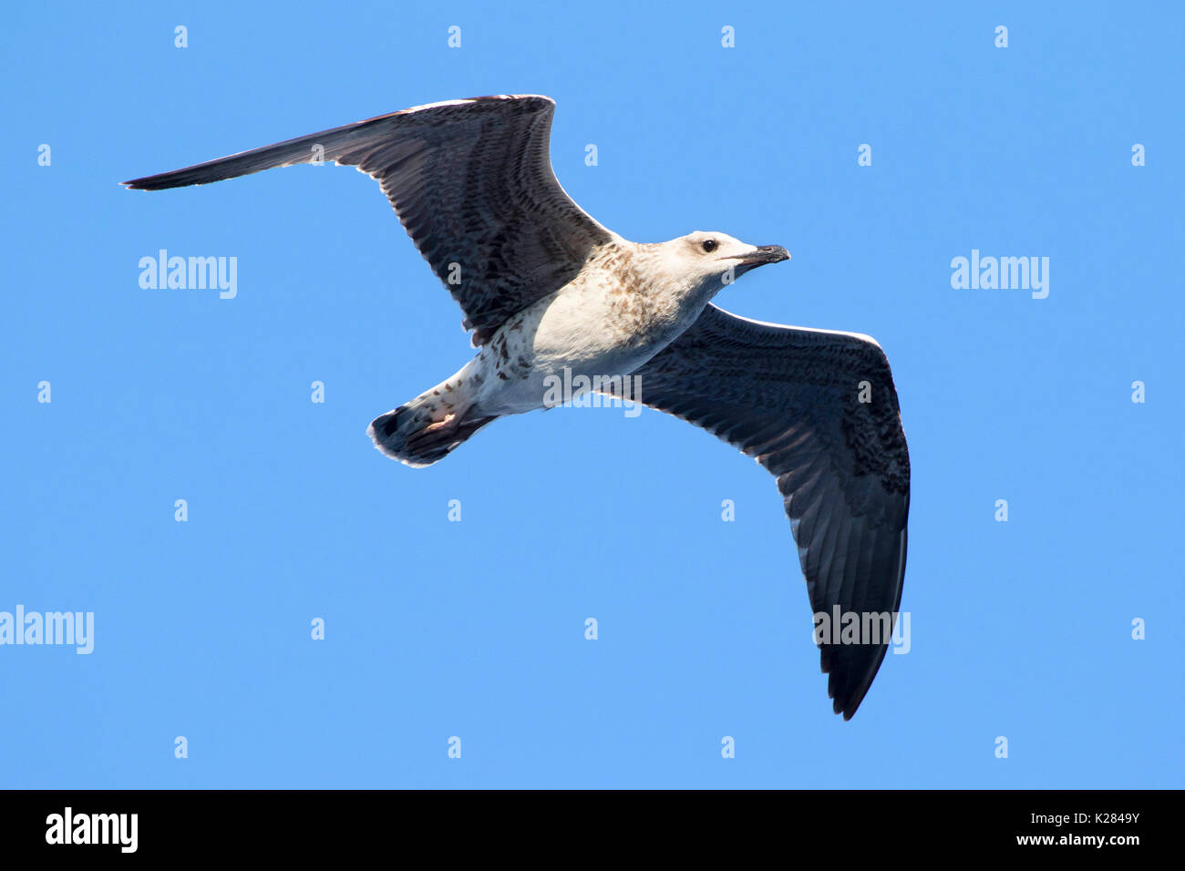 Seagull (dell'Audouin gabbiano) battenti alto sopra il mare Mediterraneo vicino a Palma de Mallorca, Spagna, Europa Occidentale durante il periodo estivo Foto Stock