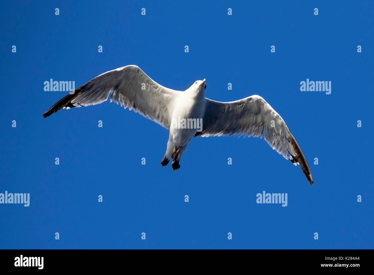 Seagull (dell'Audouin gabbiano) battenti alto sopra il mare Mediterraneo vicino a Palma de Mallorca, Spagna, Europa Occidentale durante il periodo estivo Foto Stock
