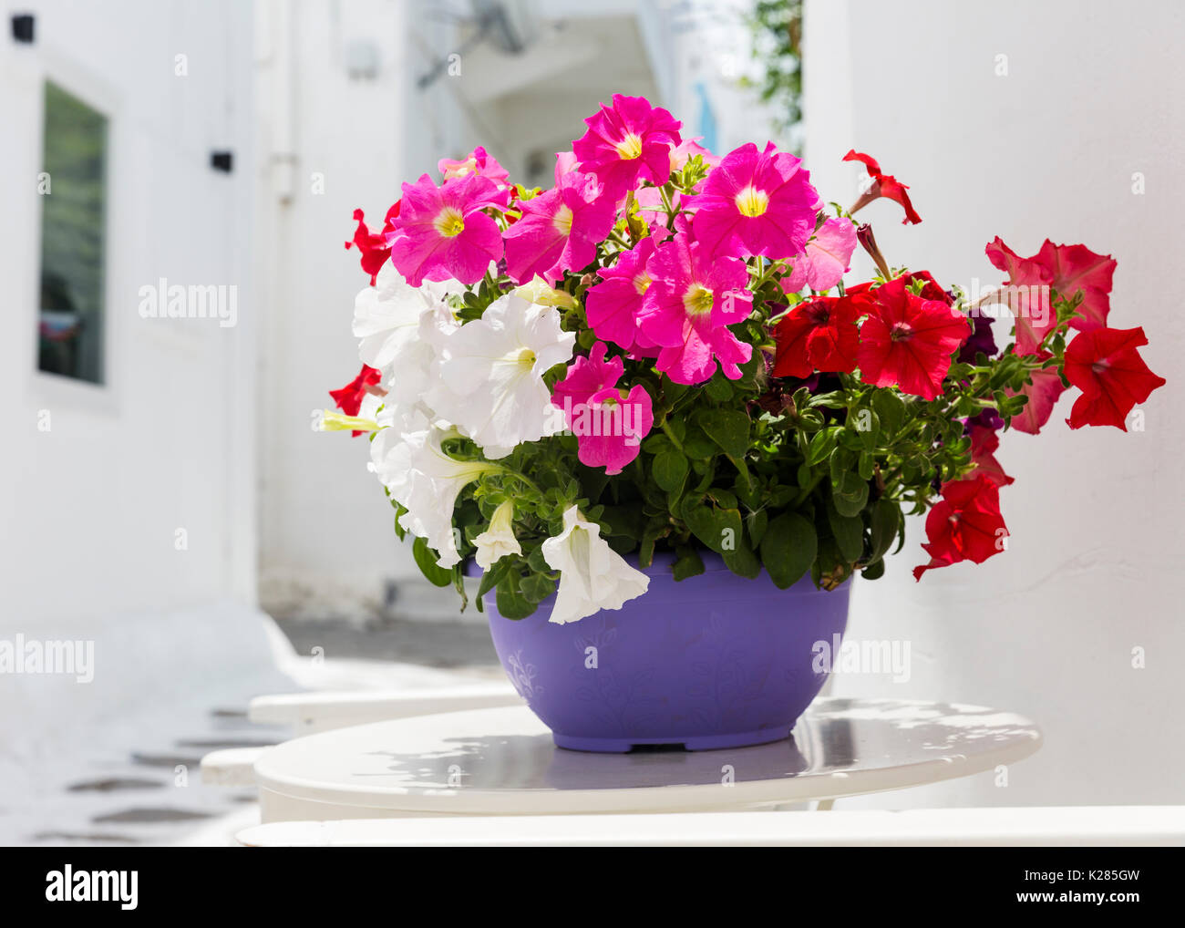 Nelle petunie colorate in una pentola di porpora, Mykonos, Grecia. Foto Stock