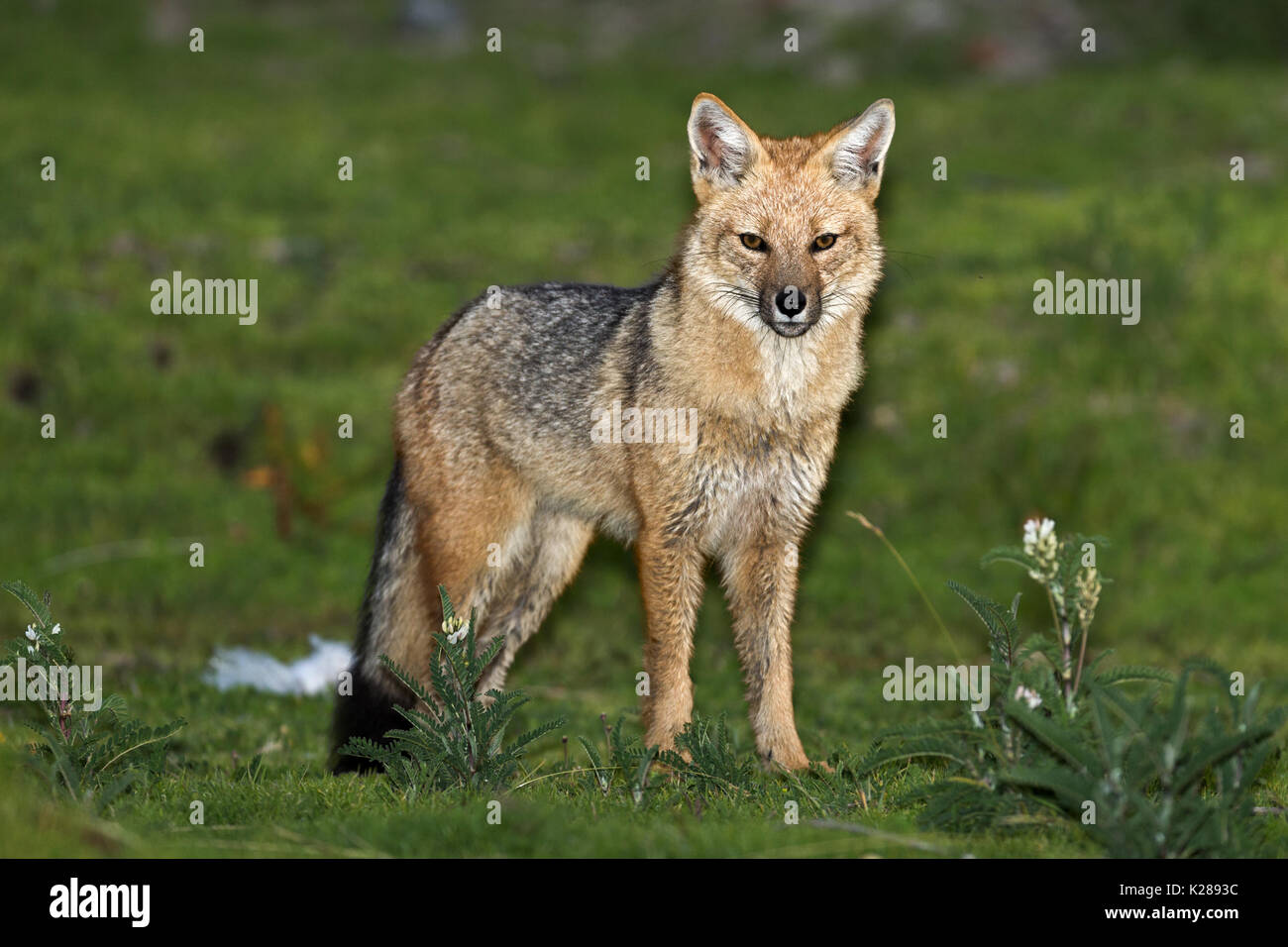 Maschio Andean Fox, Lago Titicaca, Perù al crepuscolo Foto Stock