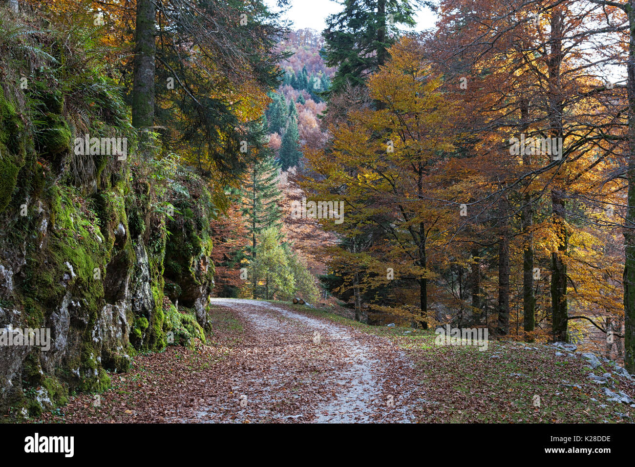 Cansiglio foresta, Tambre, Belluno, Veneto, Italia. Foto Stock
