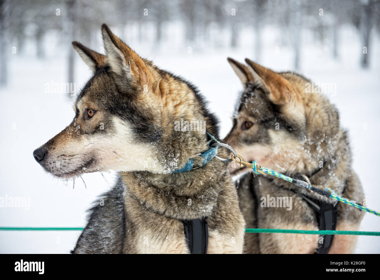 Cani Husky close-up, Lapponia, Finlandia Foto Stock