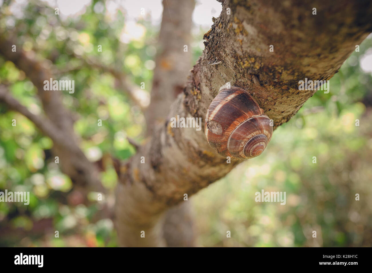 Una lumaca sul ramo di un albero si muove attraverso un albero Foto Stock