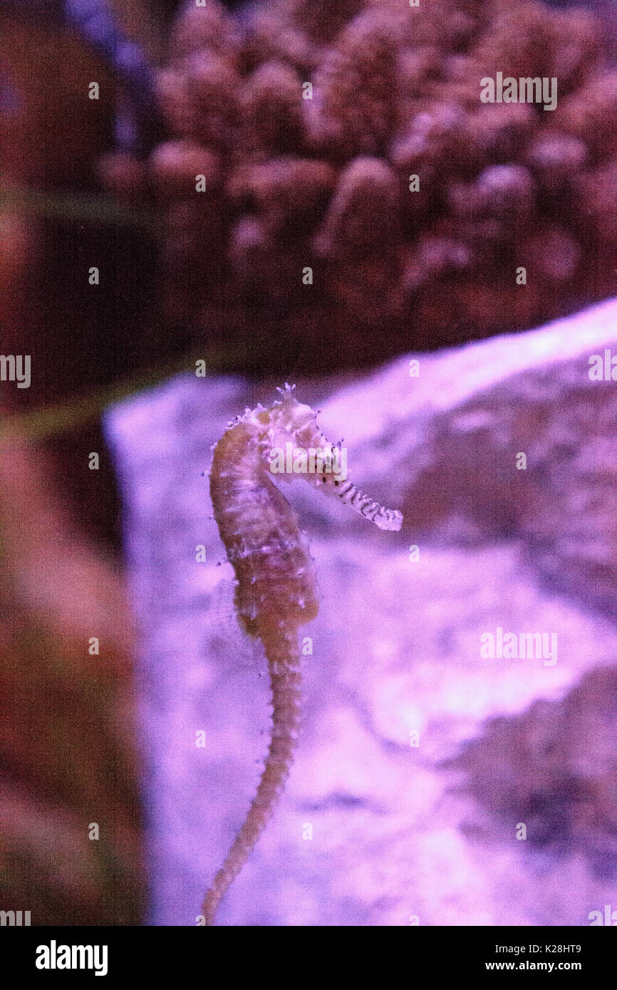 Zebra-muso seahorse Hippocampus Barbouri i numeri sono in diminuzione nel selvaggio dove possono essere visti nelle Filippine, Malaysia e Indonesia. Foto Stock