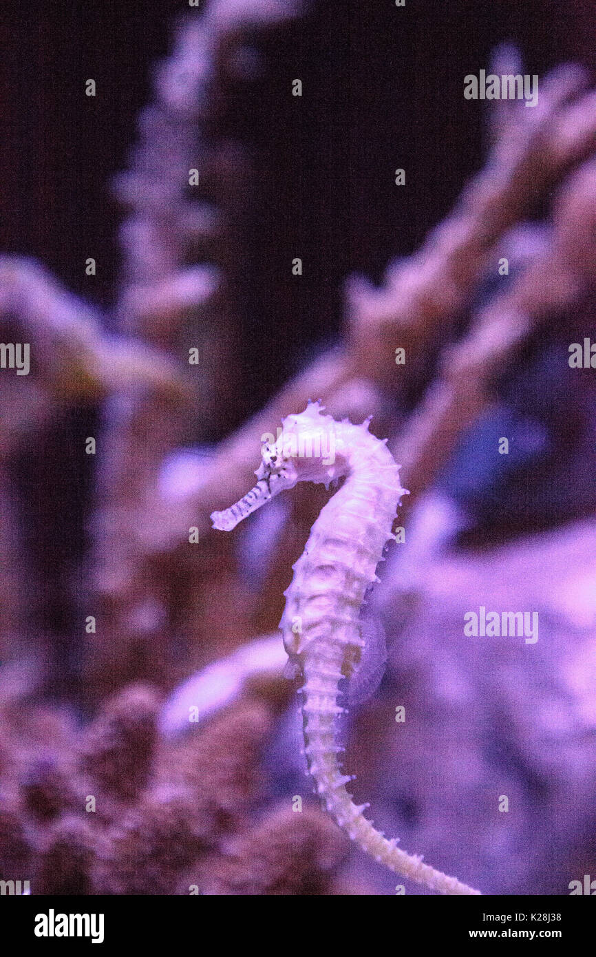 Zebra-muso seahorse Hippocampus Barbouri i numeri sono in diminuzione nel selvaggio dove possono essere visti nelle Filippine, Malaysia e Indonesia. Foto Stock