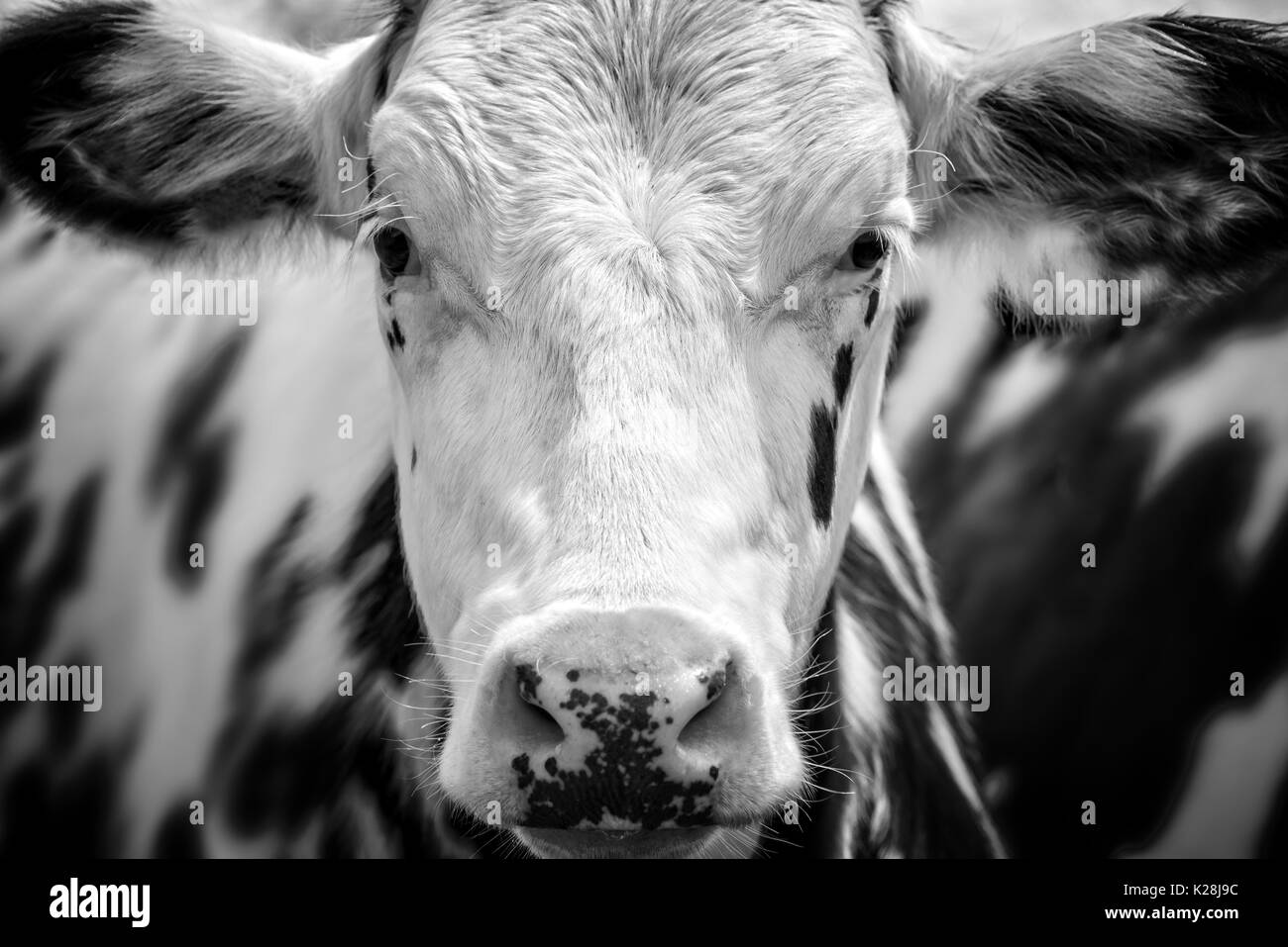Close up ritratto di un bianco e nero mucca rivolta verso la telecamera Foto Stock