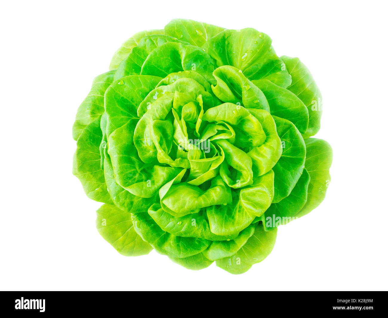 Insalata di lattuga testa con gocce di acqua vista dall'alto isolato su bianco Foto Stock