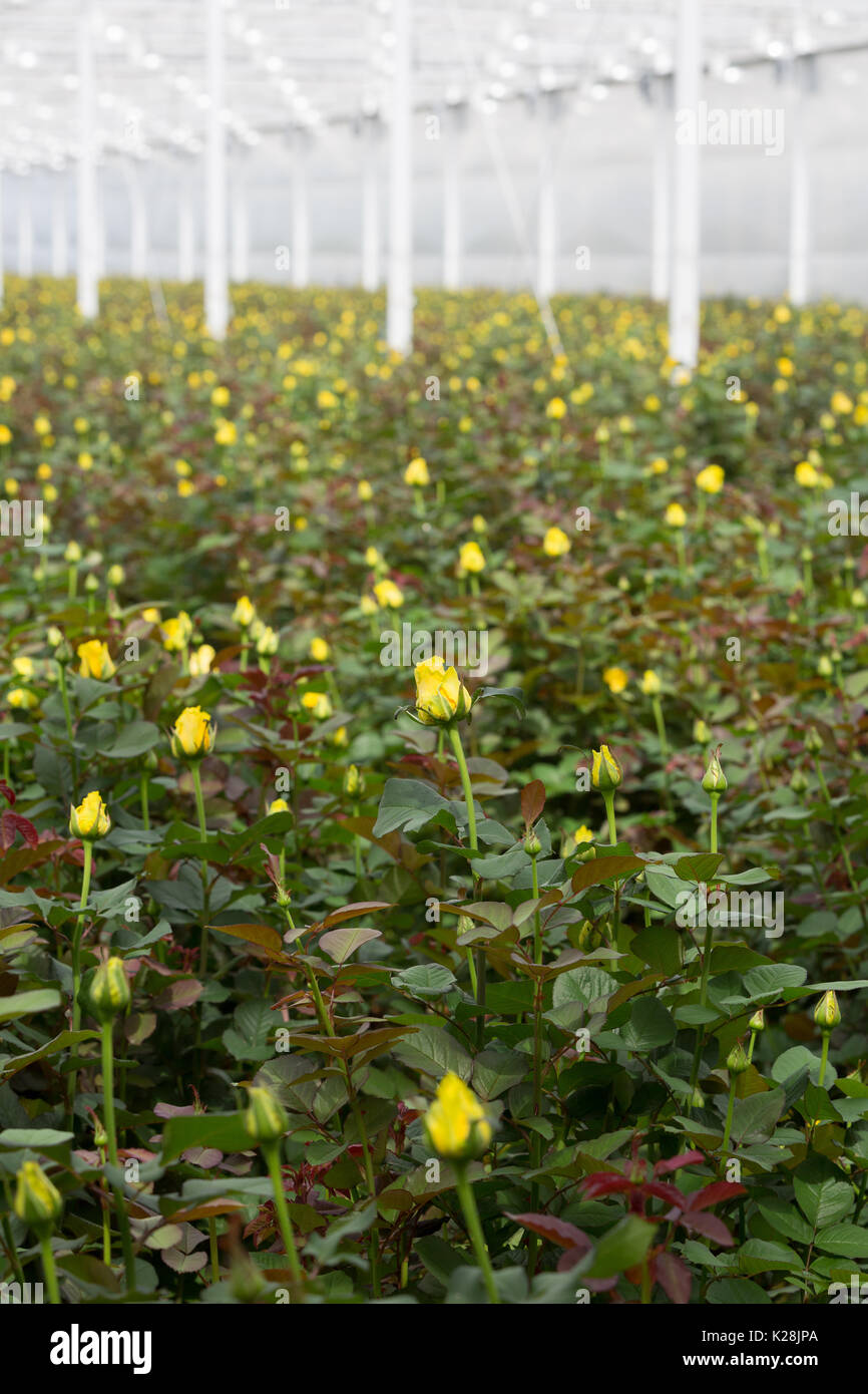 MOERKAPELLE, Westland, Paesi Bassi - 5 giugno 2017: Giallo Le rose che crescono in una grande e moderna serra. Foto Stock