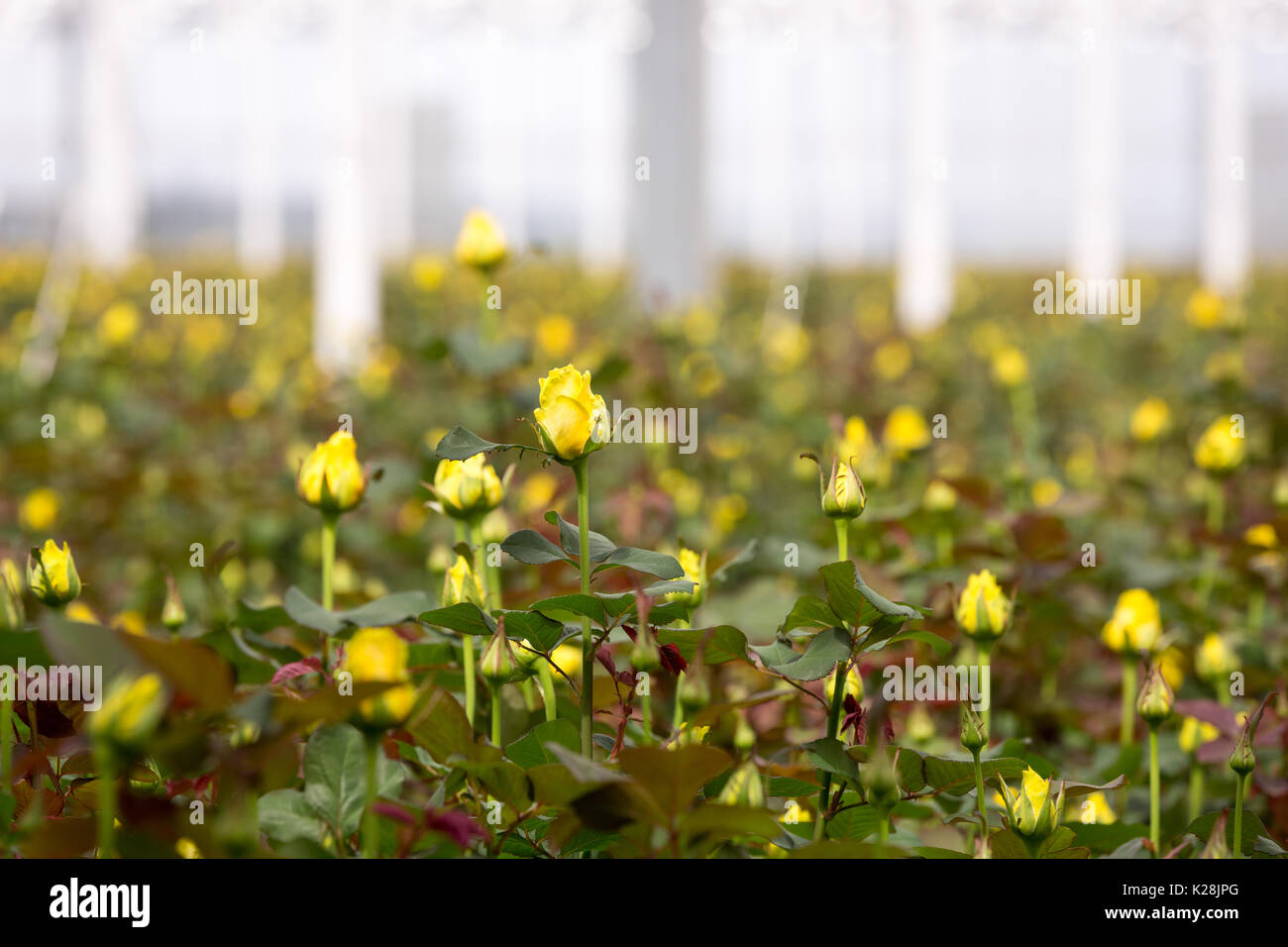MOERKAPELLE, Westland, Paesi Bassi - 5 giugno 2017: Giallo Le rose che crescono in una grande e moderna serra. Foto Stock