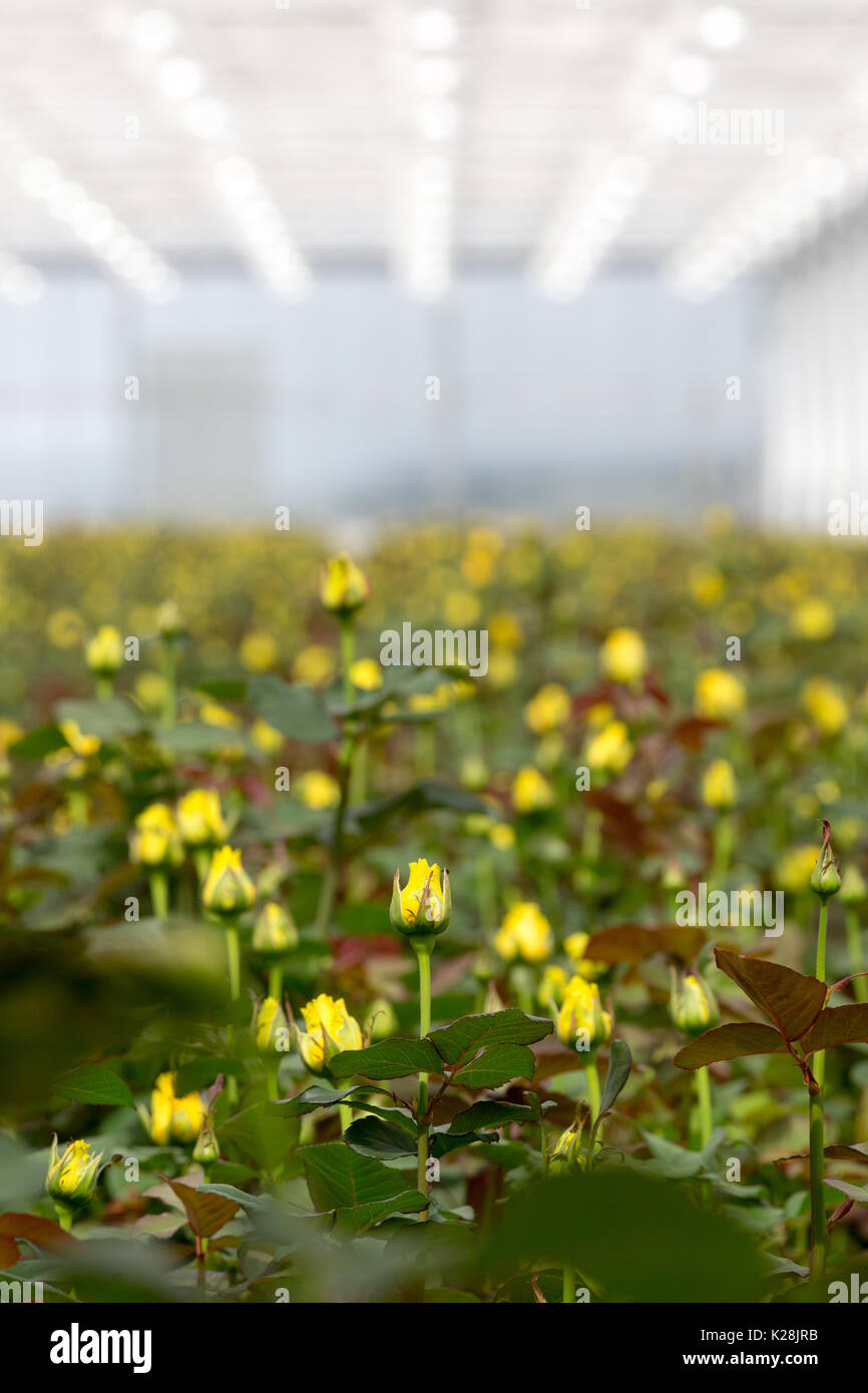 MOERKAPELLE, Westland, Paesi Bassi - 5 giugno 2017: Giallo Le rose che crescono in una grande e moderna serra. Foto Stock