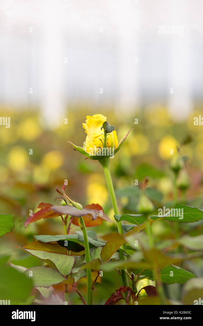 MOERKAPELLE, Westland, Paesi Bassi - 5 giugno 2017: Giallo Le rose che crescono in una grande e moderna serra. Foto Stock