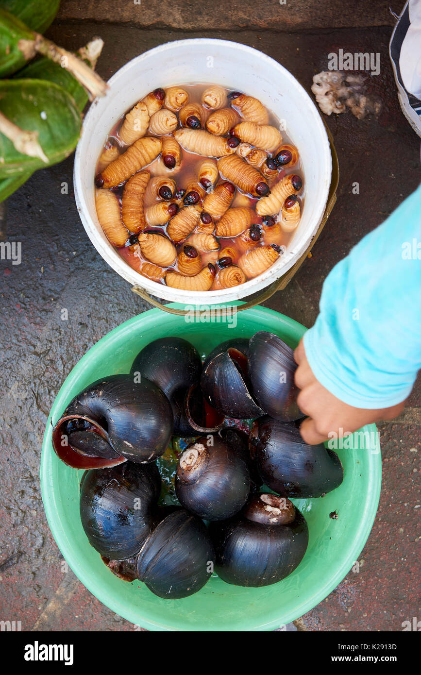 Alta angolazione della vita grub worm e lumache in Nanay mercato di Iquitos, Perù. I vermi, chiamato Suri sono una prelibatezza servito arrosto su un bastone. Foto Stock
