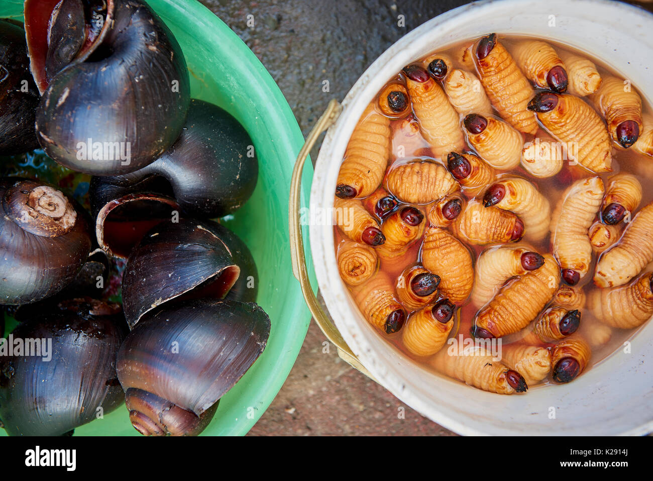 Alta angolazione della vita grub worm e lumache in Nanay mercato di Iquitos, Perù. I vermi, chiamato Suri sono una prelibatezza servito arrosto su un bastone. Foto Stock