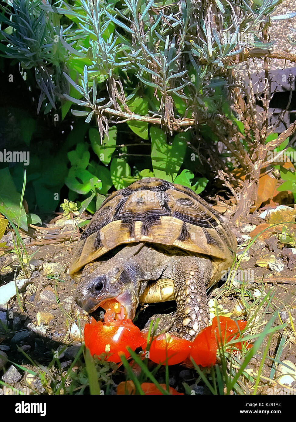 La tartaruga mangia il pomodoro. Un po' di tartaruga marina nel mio giardino di mangiare un pomodoro. Egli è appagato. La sua bocca è aperta per un morso. Foto Stock