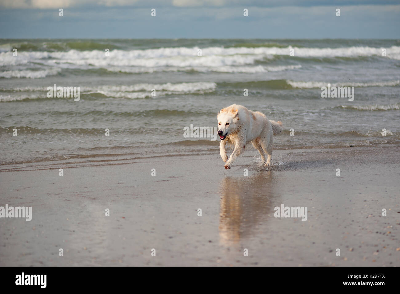 Pastore Svizzero bianco cane che corre su una spiaggia Foto Stock