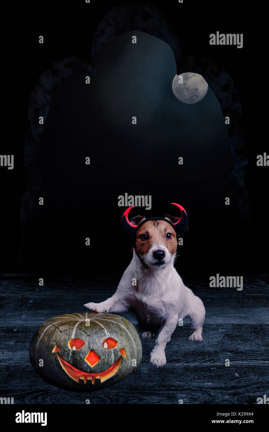 Cane in costume di Halloween con la zucca a creepy vecchio castello di notte di luna Foto Stock