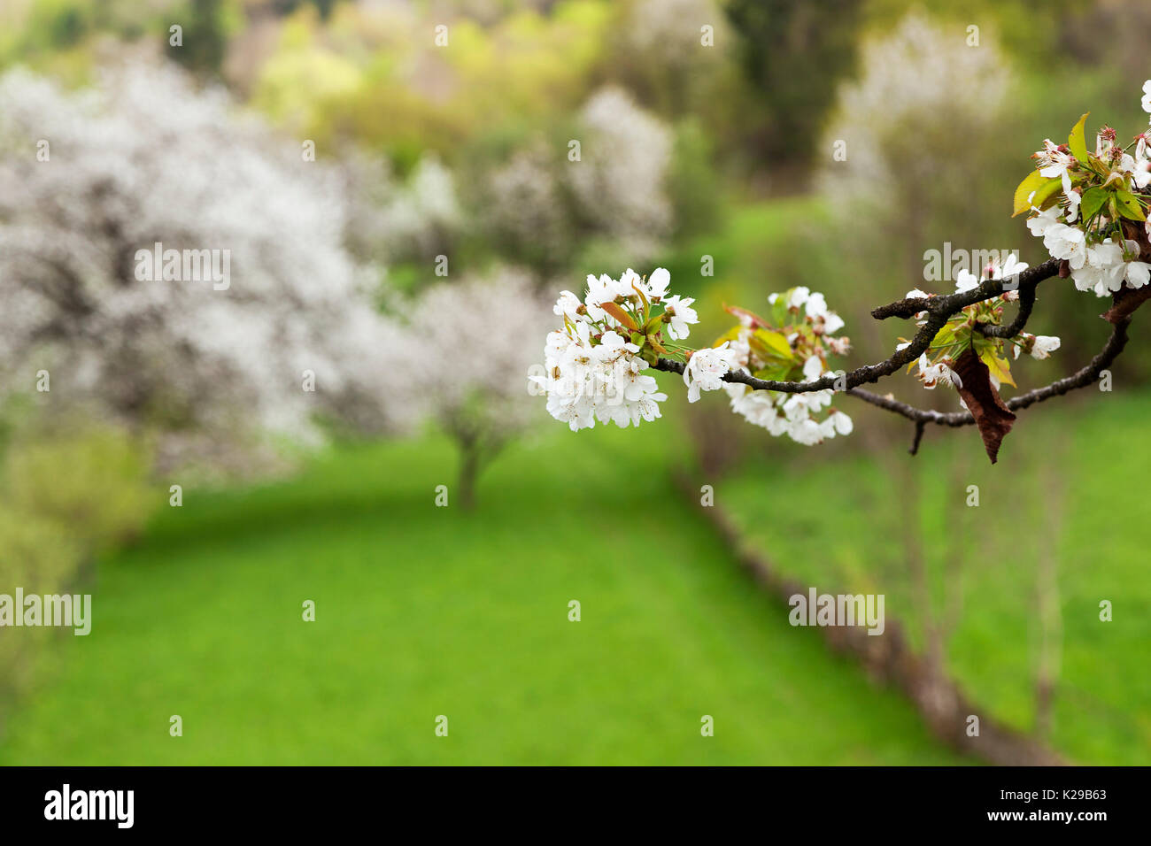 Primavera fiorisce in Alpago, Belluno, Veneto, Italia. Foto Stock