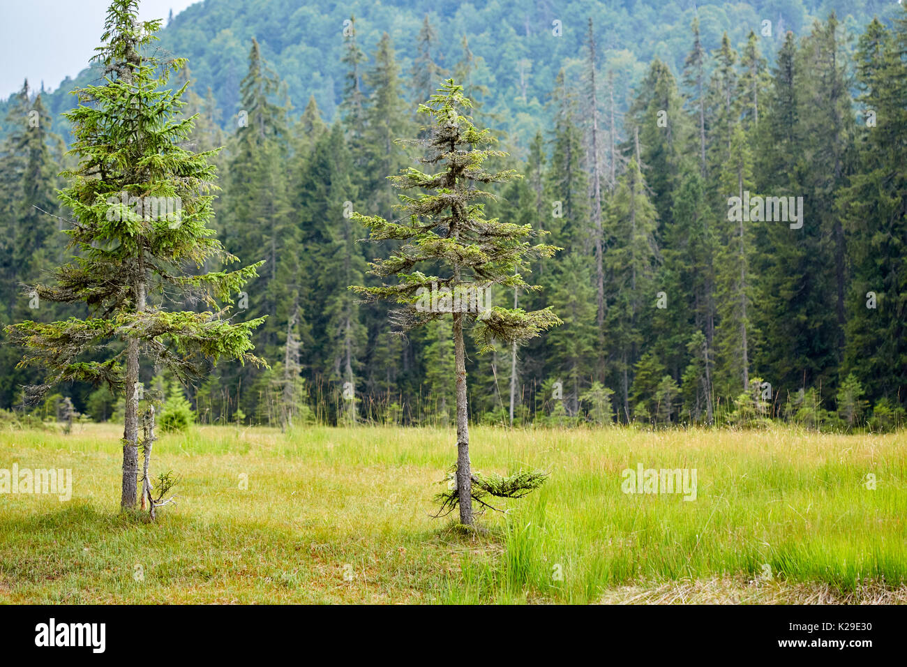 Alberi di pino di fronte alla foresta, con fuoco selettivo Foto Stock