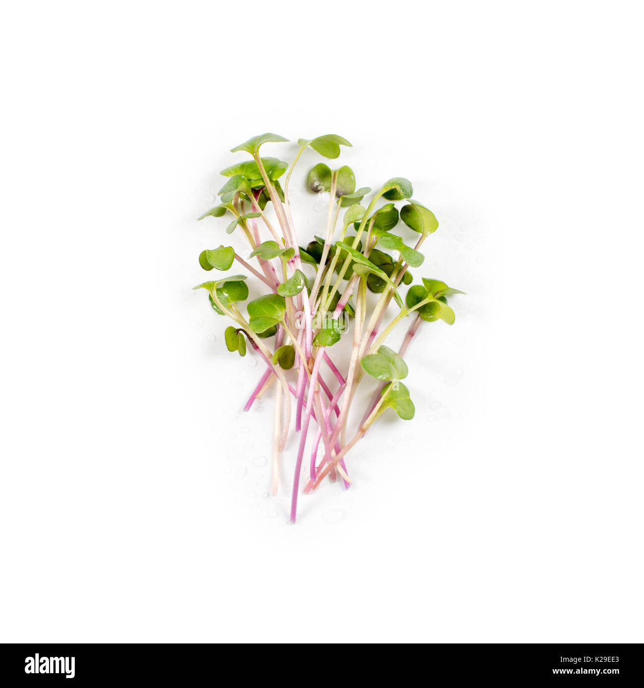 Cumulo di ravanello micro verdi su sfondo bianco. Mangiare sano concetto giardino biologicamente cresciuto come un simbolo di salute e vitamine dalla natura. Microgreens closeup Foto - Alamy