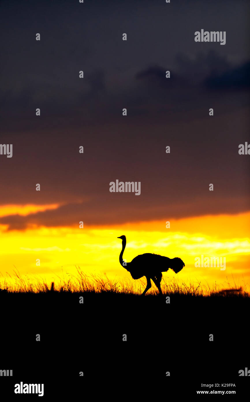 Maschio (struzzo Struthio camelus) profilarsi all'orizzonte al tramonto contro un giallo brillante sky, il Masai Mara, Kenya Foto Stock