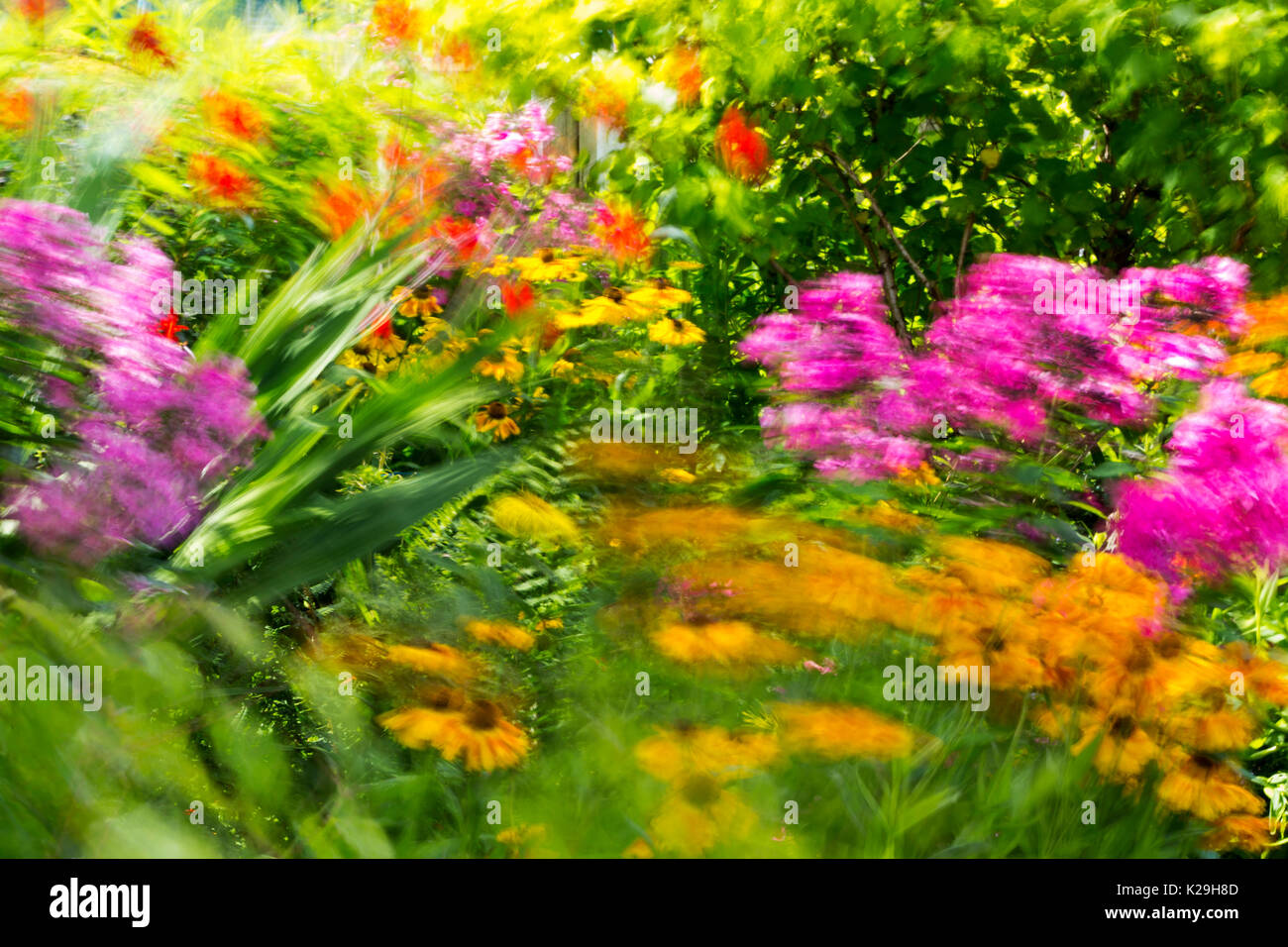 Phlox e altri fiori estivi al vento in un giardino, Clitheroe, Regno Unito. Foto Stock
