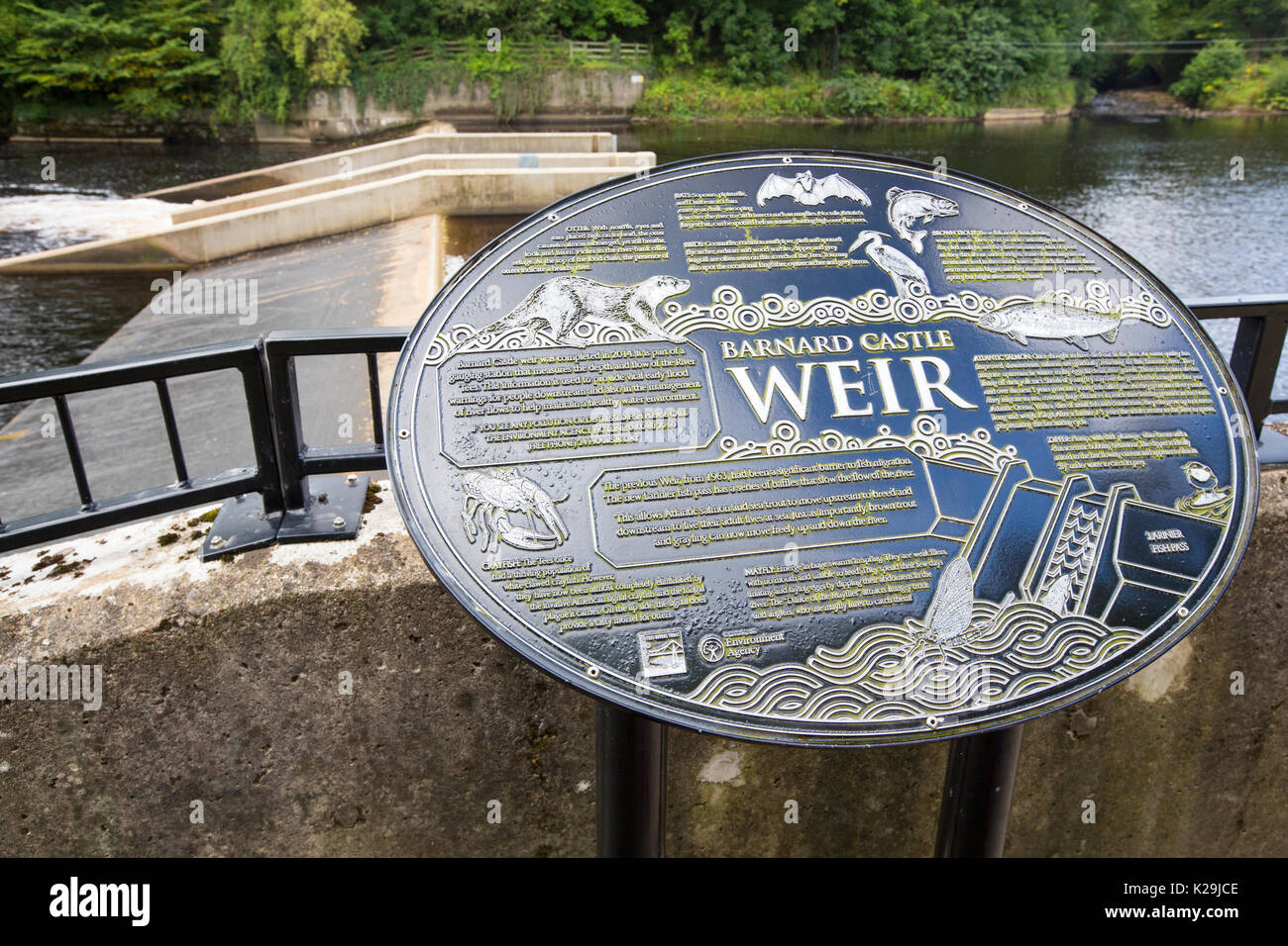 Uno stramazzo con un pesce di scala sul Fiume Tees in Barnard Castle, nella contea di Durham, Regno Unito. Foto Stock