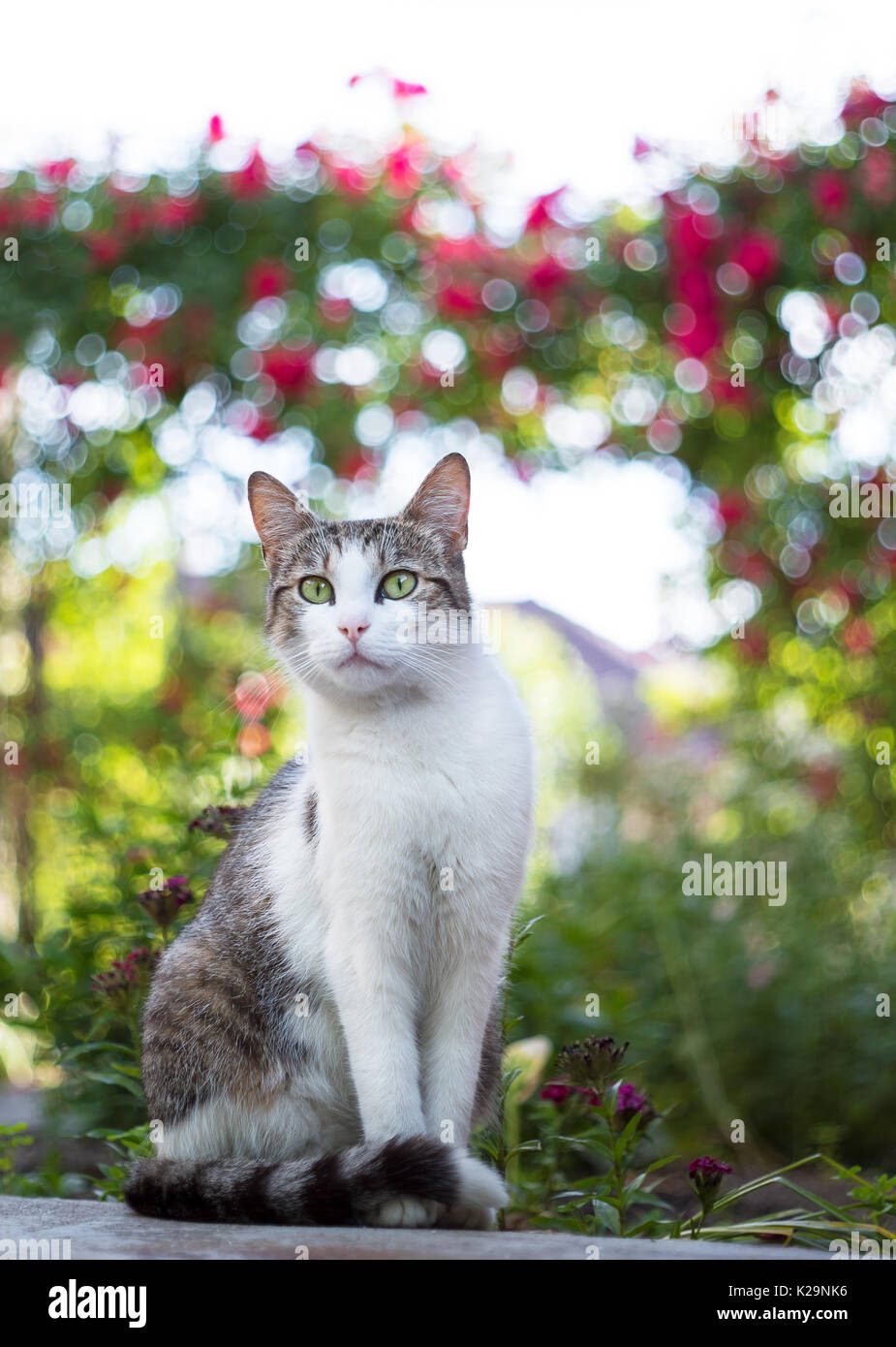 Curioso cat ritratto sotto arco di rose Foto Stock