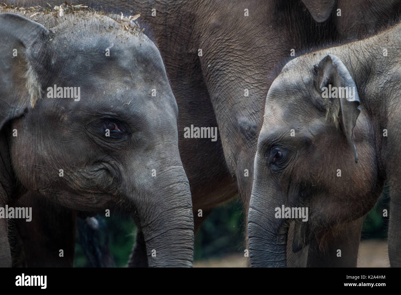 West Java, West Java, Indonesia. Il 29 agosto, 2017. Giovani elefanti di Sumatra alla conservazione in West Java, Indonesia il 29 agosto 2017. Elefante di Sumatra è una sottospecie di elefante Asiatico che include l'elefante indiano, l'elefante di Sumatra, Sri-Lanka elefante e il Borneo elefante. L'elefante di Sumatra è estremamente raro oggi, con le ultime stime nel 2000 mettendo elefante di Sumatra numeri a 2.000 individui. L'elefante di Sumatra si trova esclusivamente sull'isola indonesiana di Sumatra. Tuttavia, l'elefante di Sumatra una popolazione che ha fortemente diminuito in quanto hanno perso più t Foto Stock