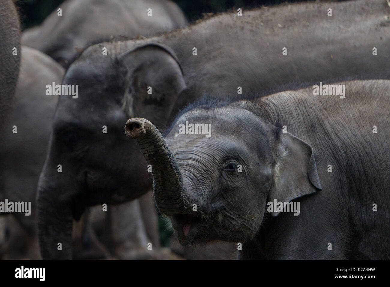West Java, West Java, Indonesia. Il 29 agosto, 2017. Baby Elephant di Sumatra la riproduzione del tronco alla conservazione in West Java, Indonesia il 29 agosto 2017. Elefante di Sumatra è una sottospecie di elefante Asiatico che include l'elefante indiano, l'elefante di Sumatra, Sri-Lanka elefante e il Borneo elefante. L'elefante di Sumatra è estremamente raro oggi, con le ultime stime nel 2000 mettendo elefante di Sumatra numeri a 2.000 individui. L'elefante di Sumatra si trova esclusivamente sull'isola indonesiana di Sumatra. Tuttavia, l'elefante di Sumatra una popolazione che ha fortemente diminuito in essi Foto Stock