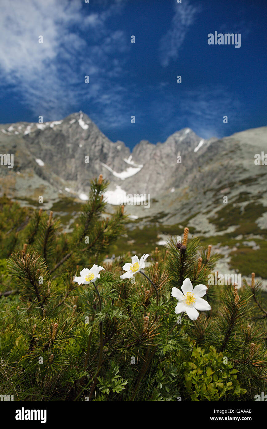 Fiori bianchi e Lomnica picco , Alti Tatra della Slovacchia Foto Stock
