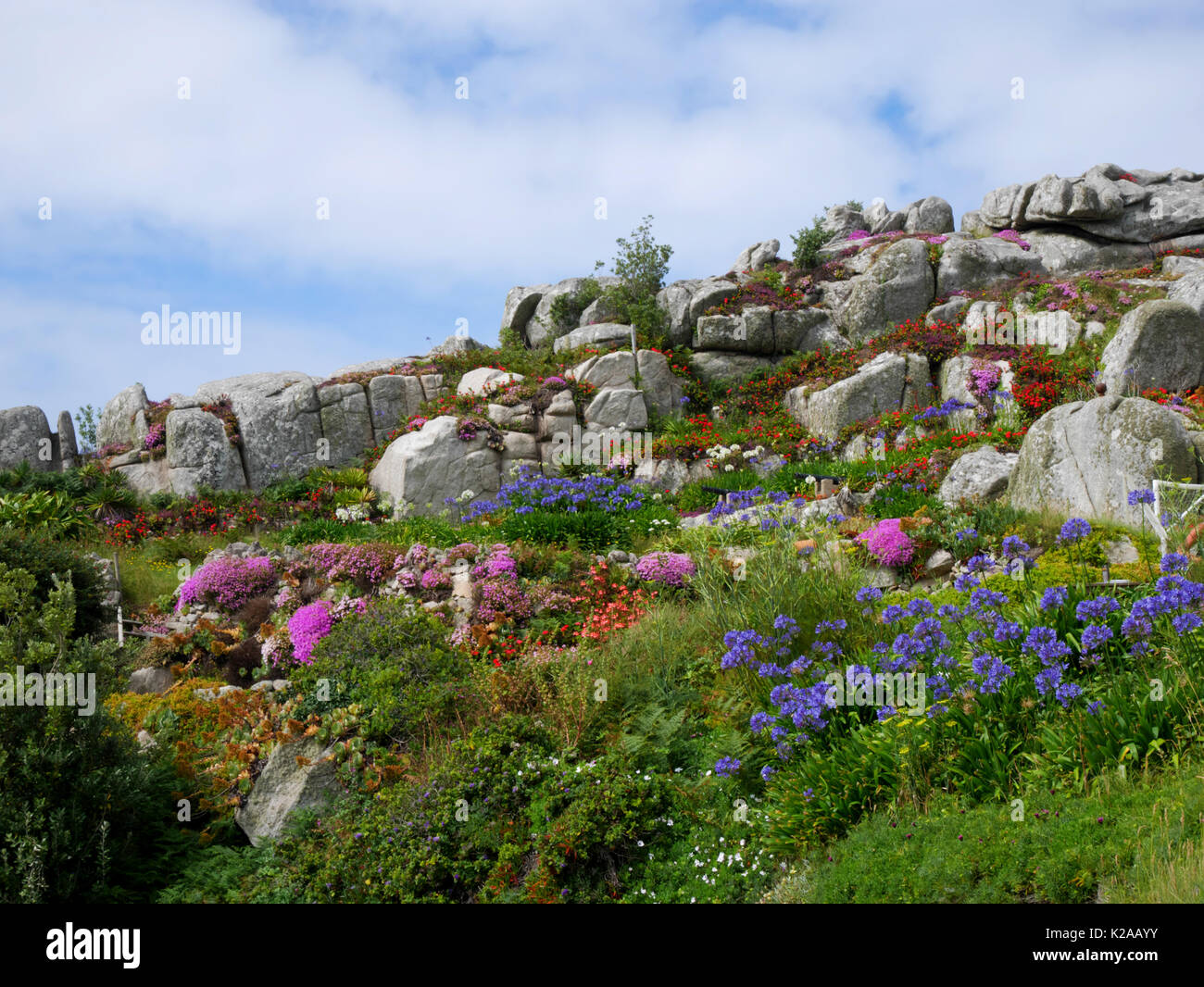 Fiori che sbocciano sullo sperone roccioso di Carn Thomas, Hugh Town, St Mary, Isole Scilly. Foto Stock