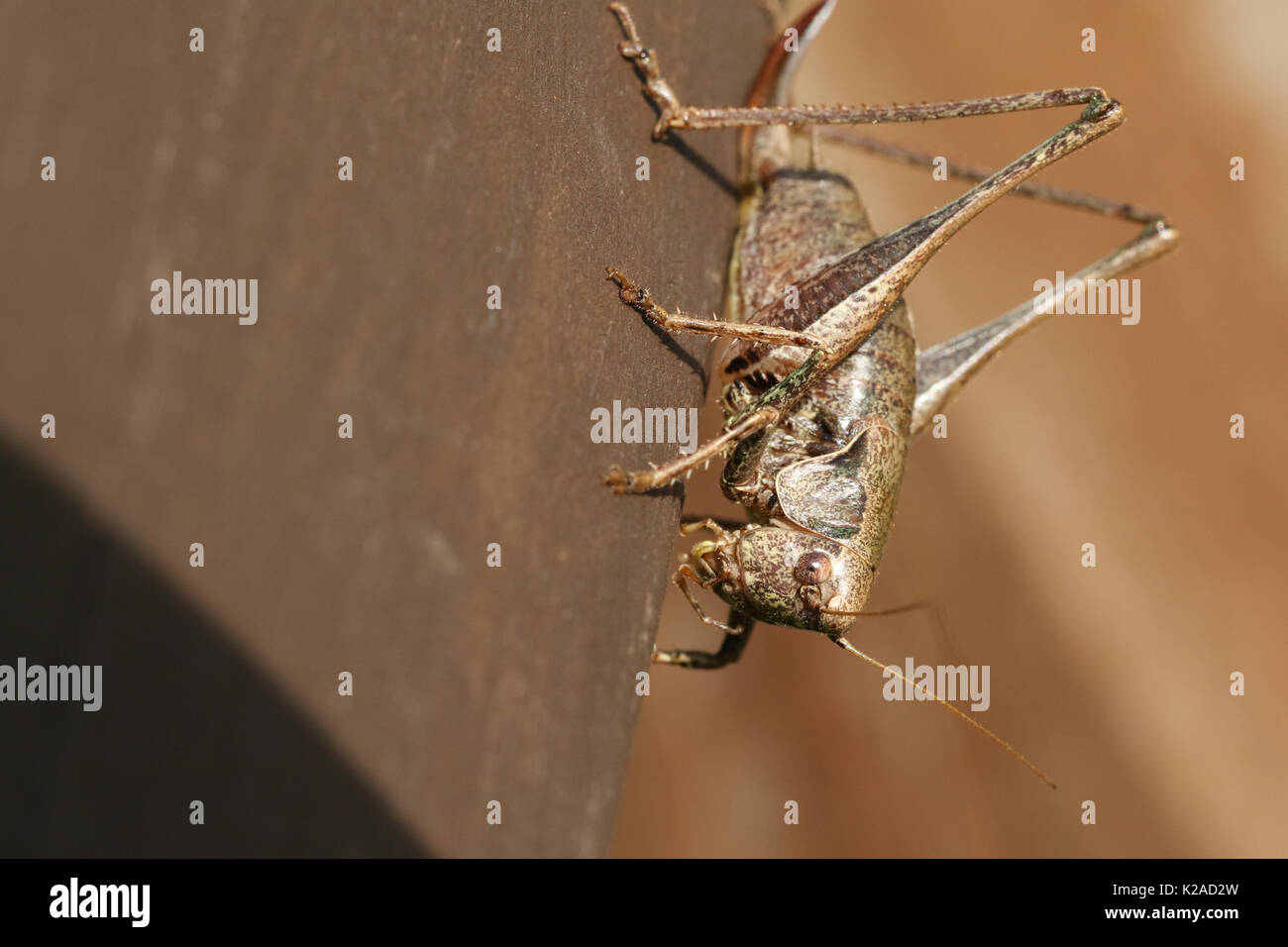 Una boccola scuro Cricket (Pholidoptera griseoaptera) close up. Foto Stock