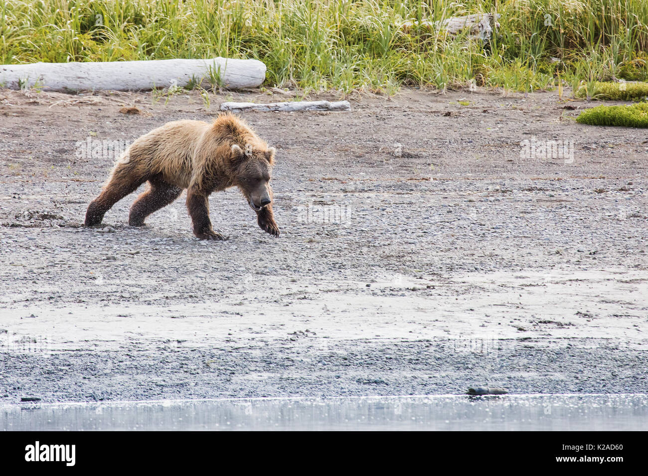 Coastal orso bruno, katmai alaska Foto Stock