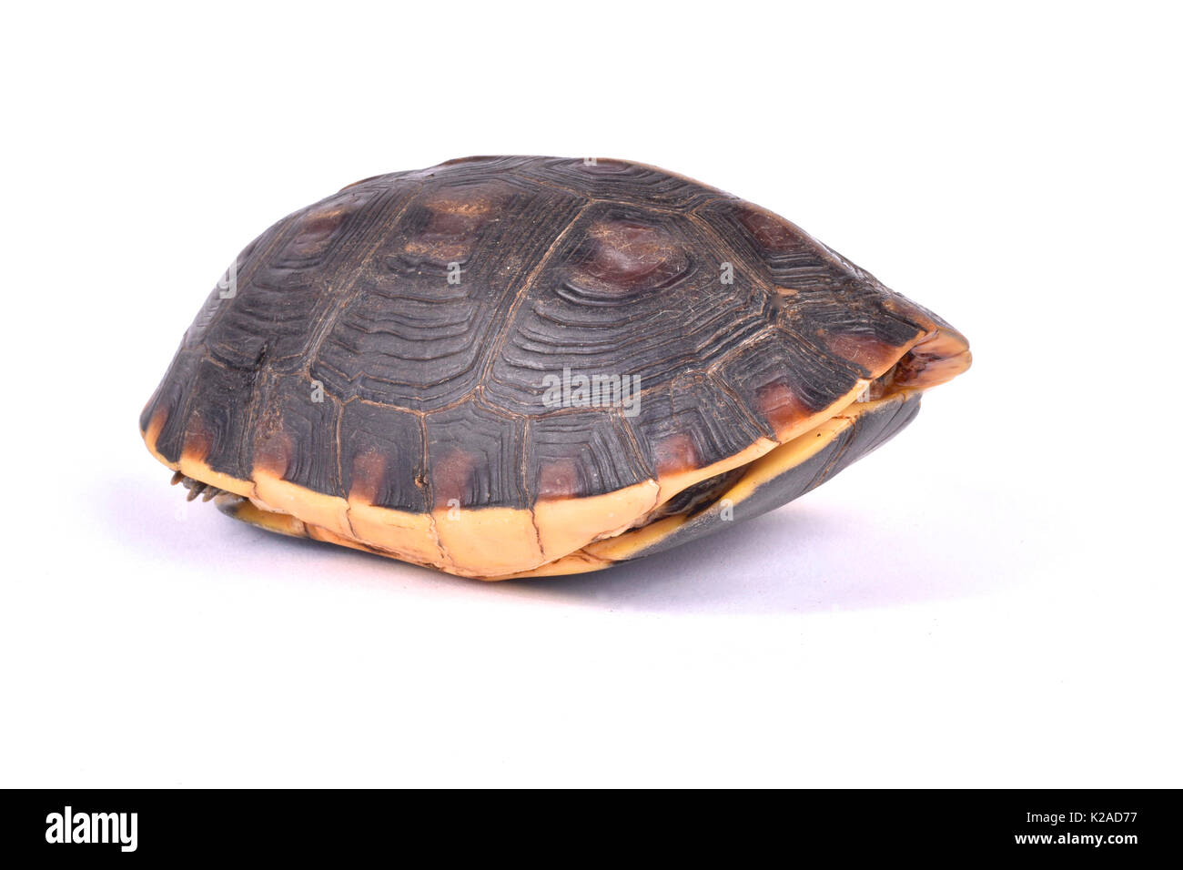 Scatola cinese tartaruga, Cuora flavomarginata flavomarginata Foto Stock