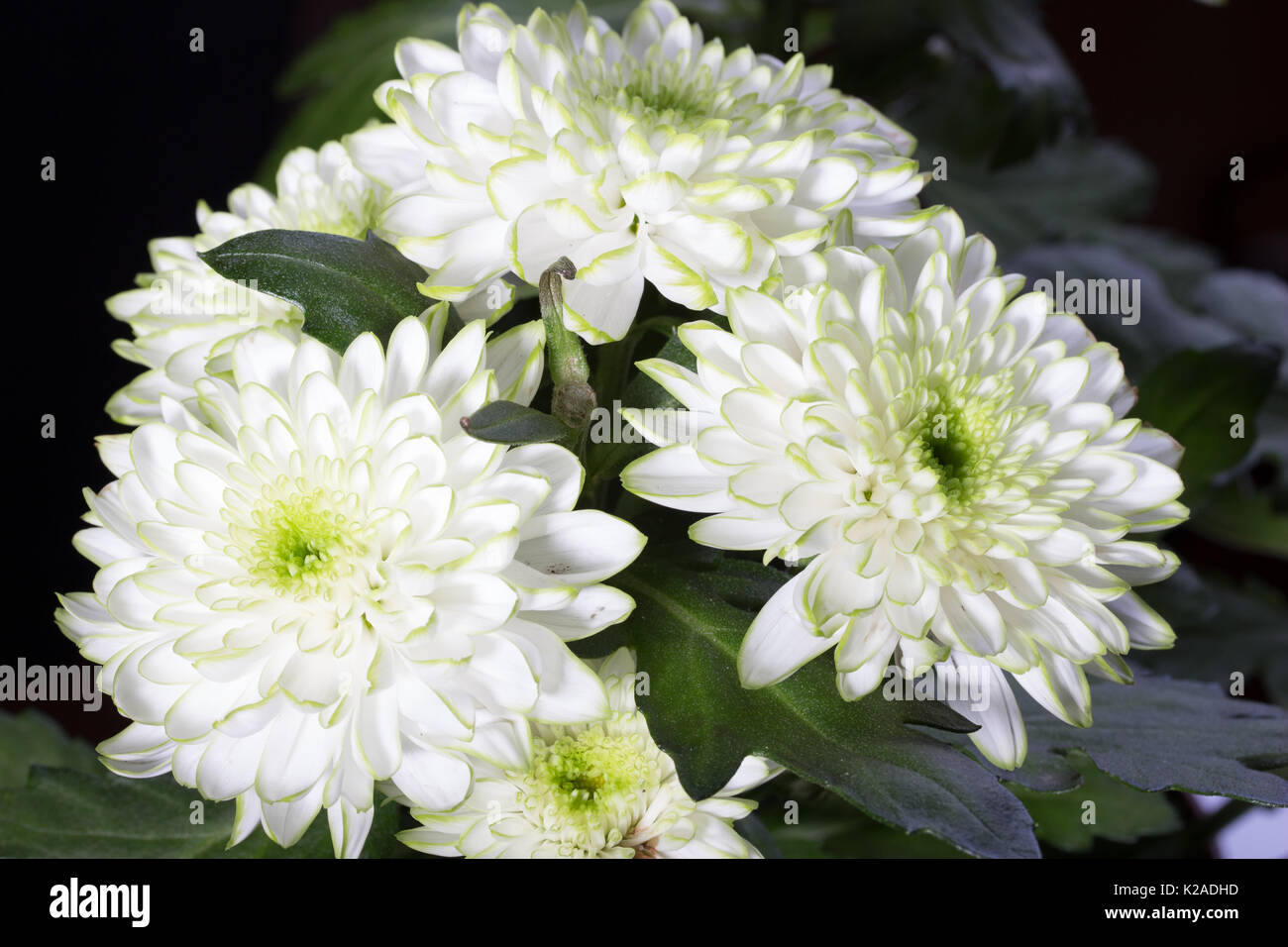 Luce verde-crisantemo, primo piano Foto Stock