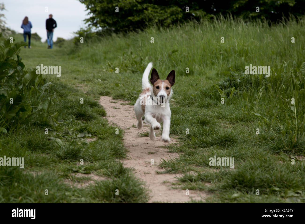 Jack Russell ad esplorare un parco Foto Stock